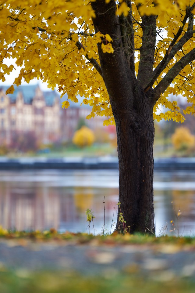 Sigma 135mm f1.4_17w.jpg