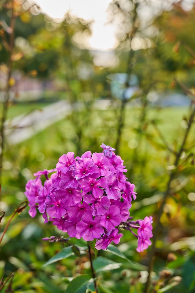 Sigma 20-60mm f2.8_4_27w.jpg