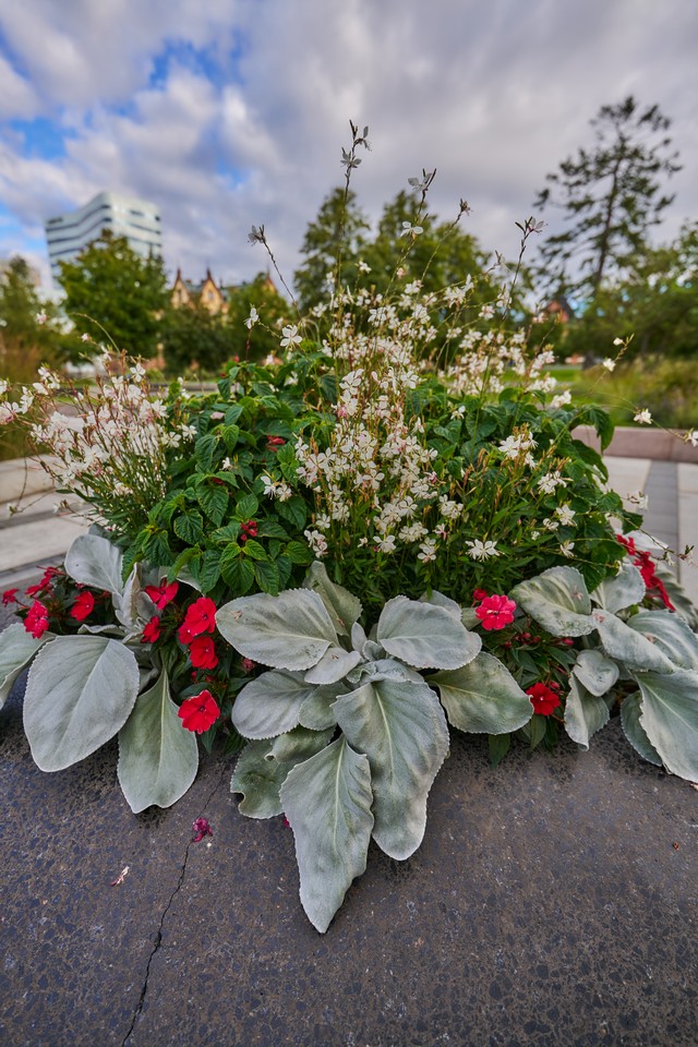 Tamron 16-30mm f2.8_26w.jpg