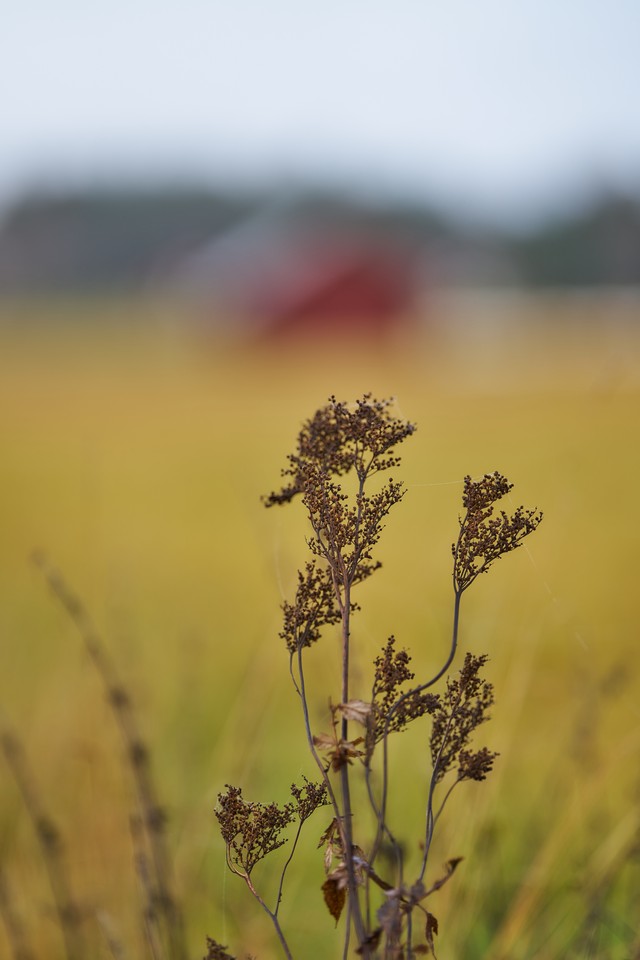 Sigma 135mm f1.4_18w.jpg