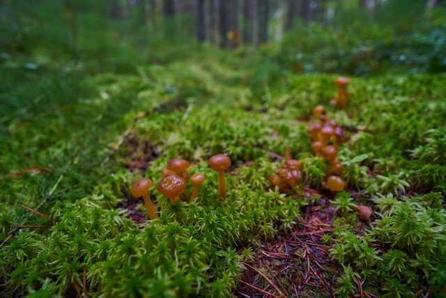 Samyang 16mm f2.8_21w.jpg