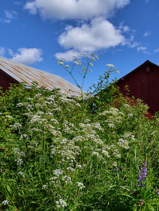 Panasonic Lumix DC L10_22w.jpg