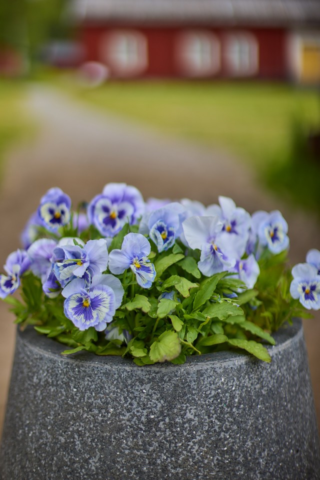 Canon RF 45mm f1.2 STM_20w.jpg