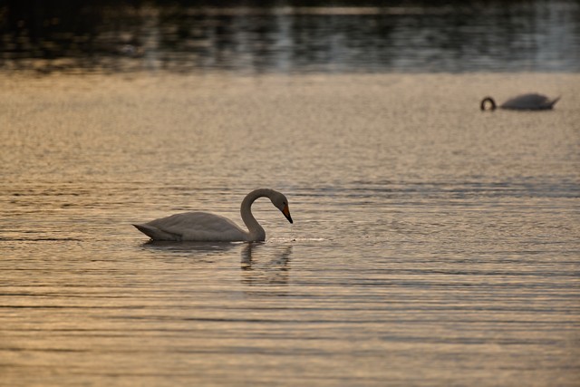 Panasonic S 100-400mm_9w.jpg