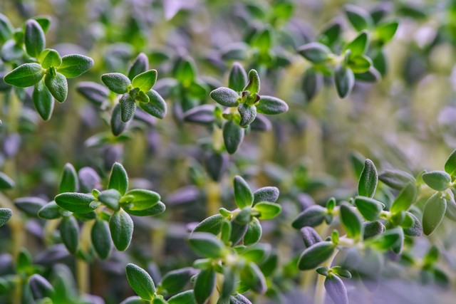 Sony 100mm f2.8 Macro_11w.jpg