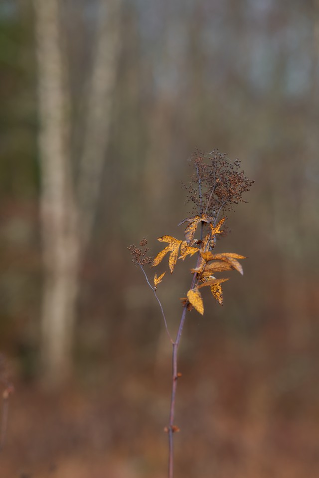 Sigma 135mm f1.4_22w.jpg