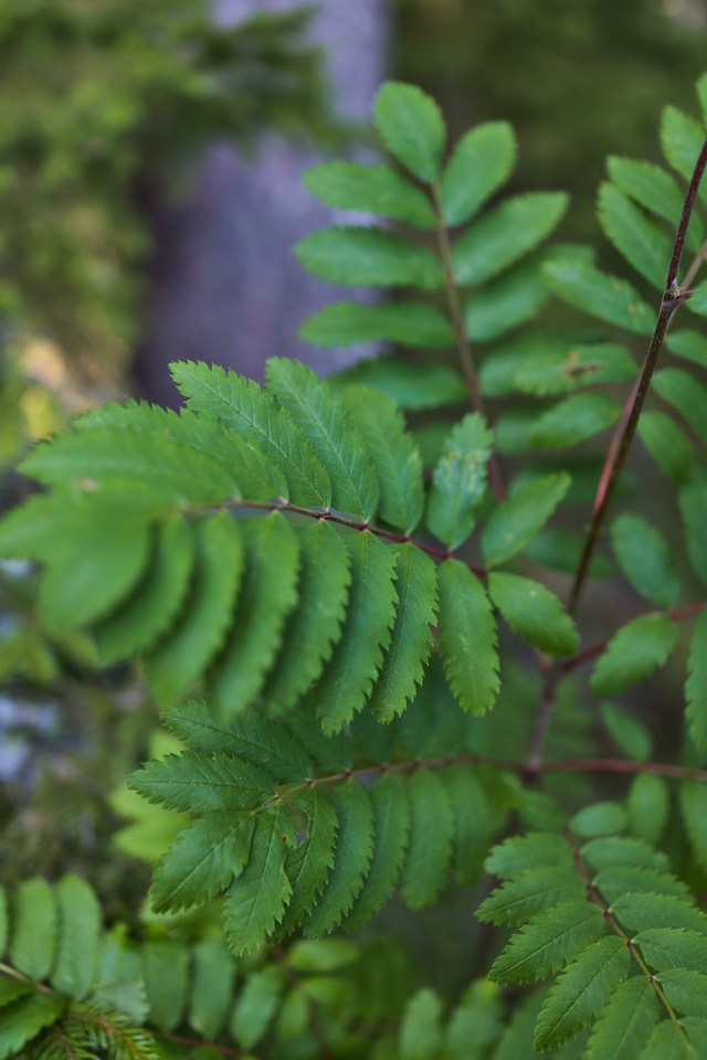 Sony RX1R mk3_2w.jpg