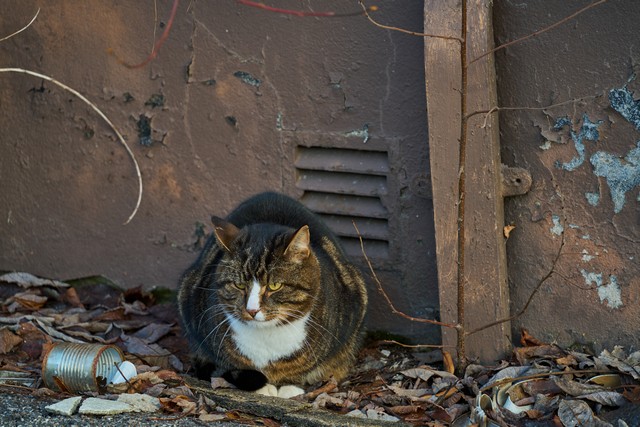 Tamron 25-200mm_2w.jpg