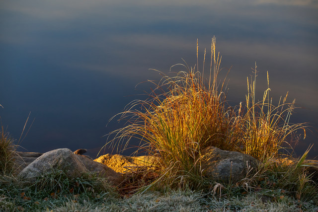 Viltrox 56mm f1.2_35w.jpg