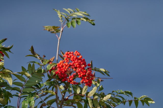 Sony FE 100-400mm f4.5_16w.jpg