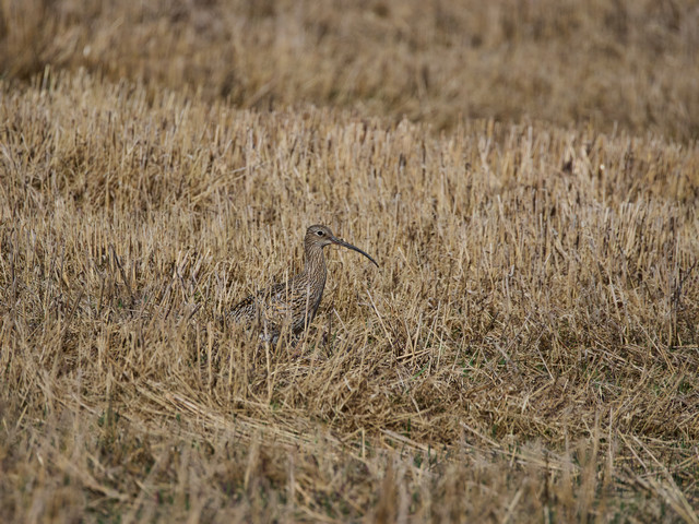 OM System 100-400mm_4w.jpg