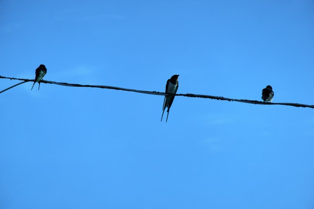 Panasonic TZ300_31w.jpg