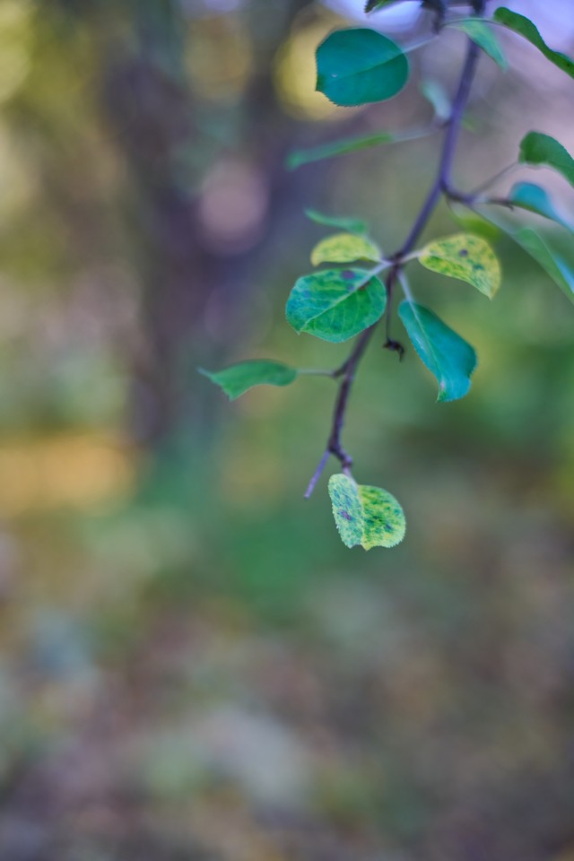 Voigtländer 50mm f1.2_31w.jpg