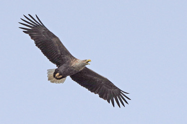 IMGP7939_blogg.jpg