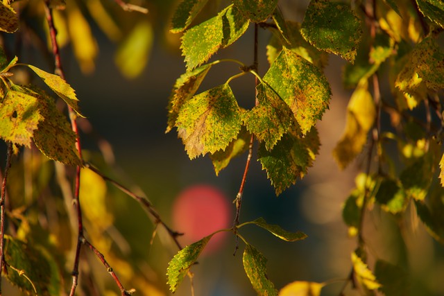 Sigma 20-200mm DG C_7w.jpg