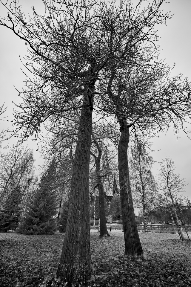Samyang AF 14mm_ RF_9w.jpg