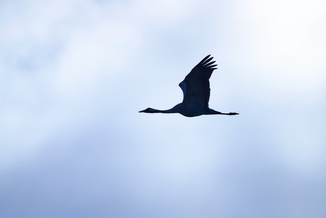 Sigma 300-600mm f4_10w.jpg