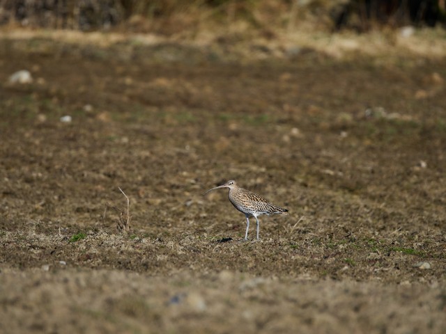 OM System 100-400mm_15w.jpg