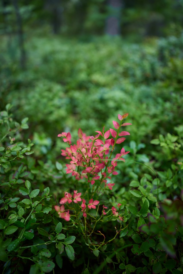 Canon RF 20mm f1.4 VCM_10w.jpg