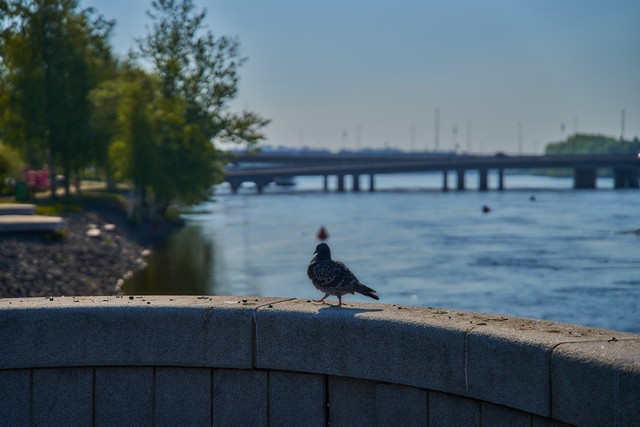 Sigma 24-70mm f2.8 II_27w.jpg