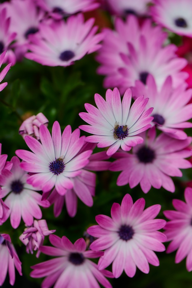 Nikon Z 70-180mm_3w.jpg