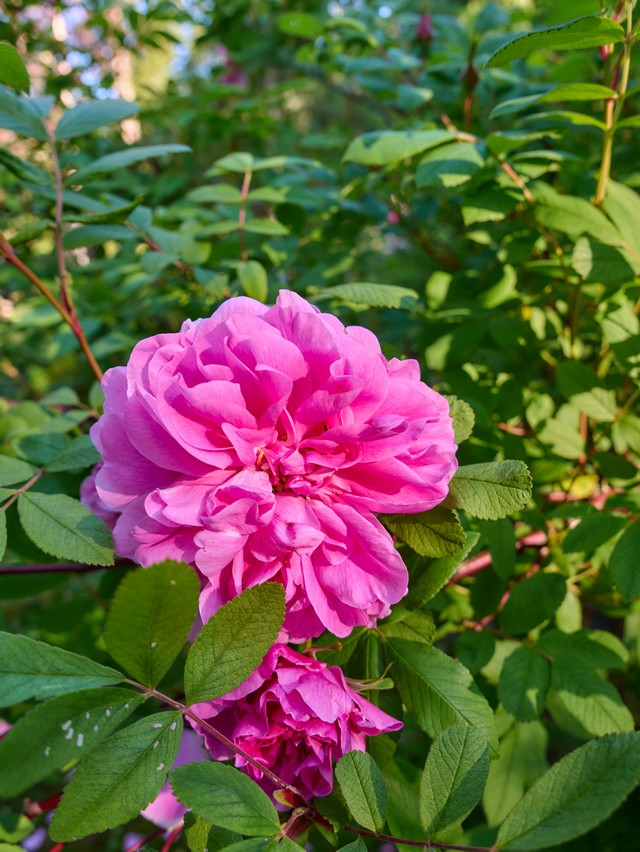 Panasonic Lumix DC L10_33w.jpg
