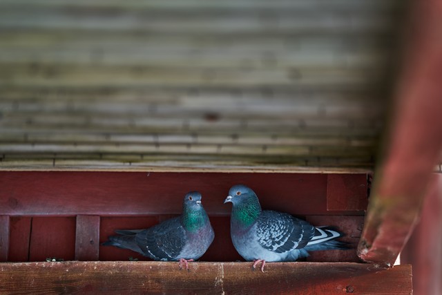 Sigma 200mm f2_20w.jpg