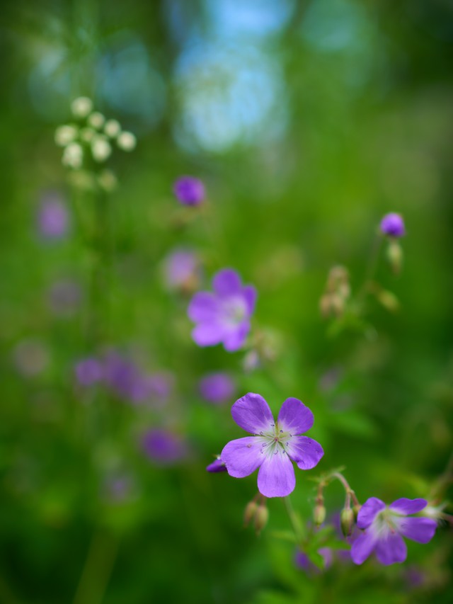 Voigtlander 29mm f08_30w.jpg