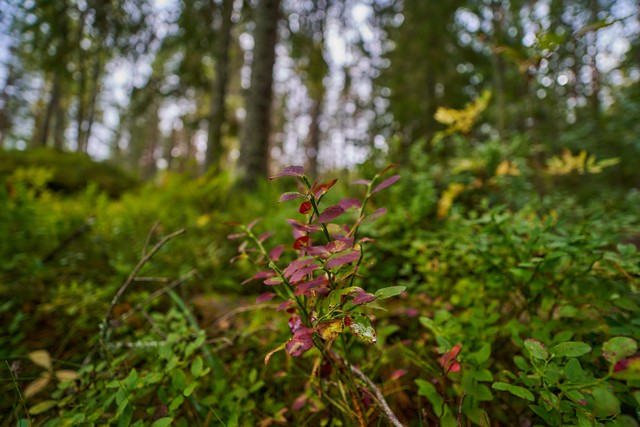 Samyang 16mm f2.8_19w.jpg