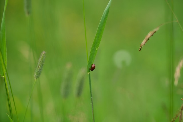Viltrox 75mm f1.8 EVO_11w.jpg