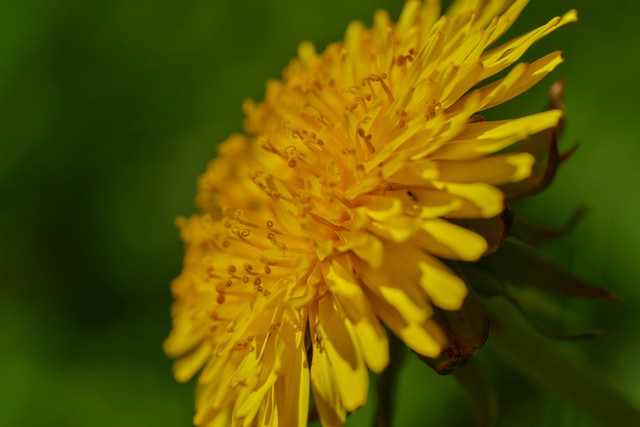 Laowa 90mm f2.8 macro_28w.jpg