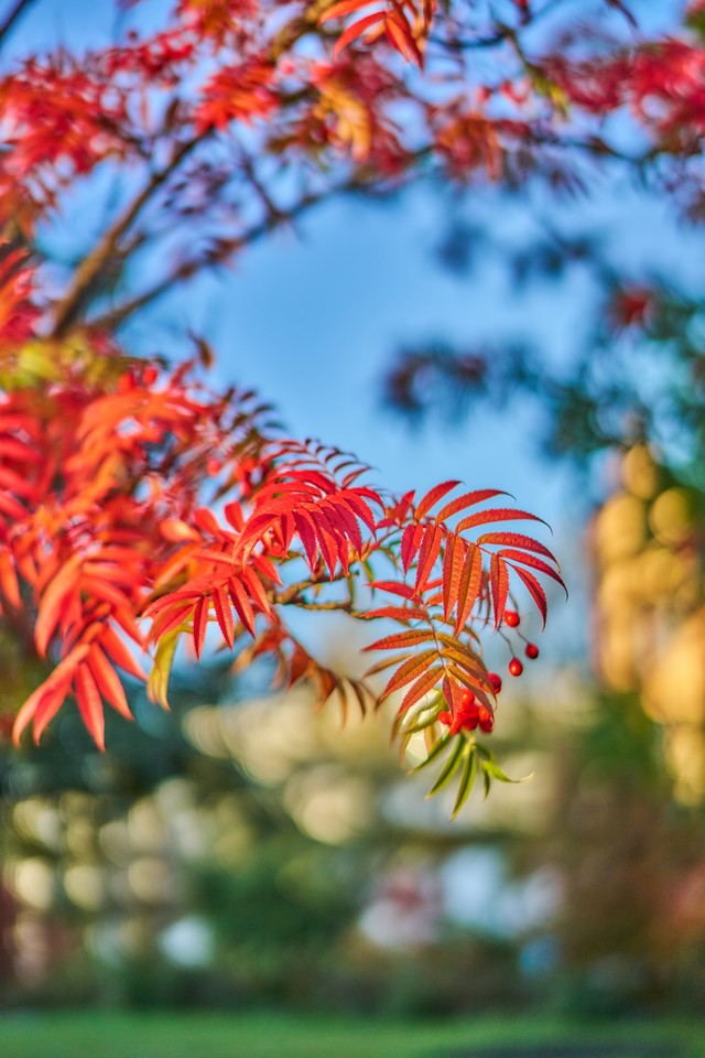 Voigtländer 50mm f1.2_17w.jpg