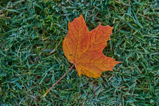 Viltrox 56mm f1.2_28w.jpg