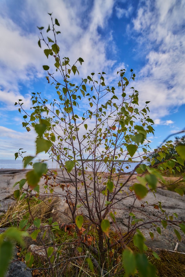 Laowa 12mm f2.8 Lite Zero-D FF_14w.jpg