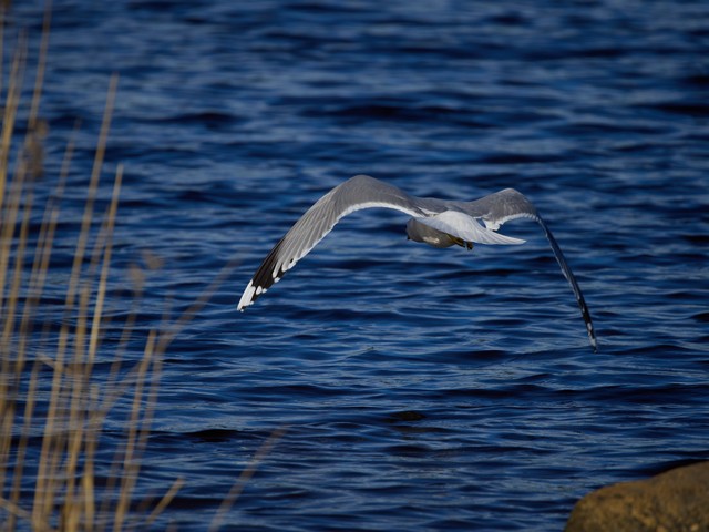 OM System 100-400mm_11w.jpg