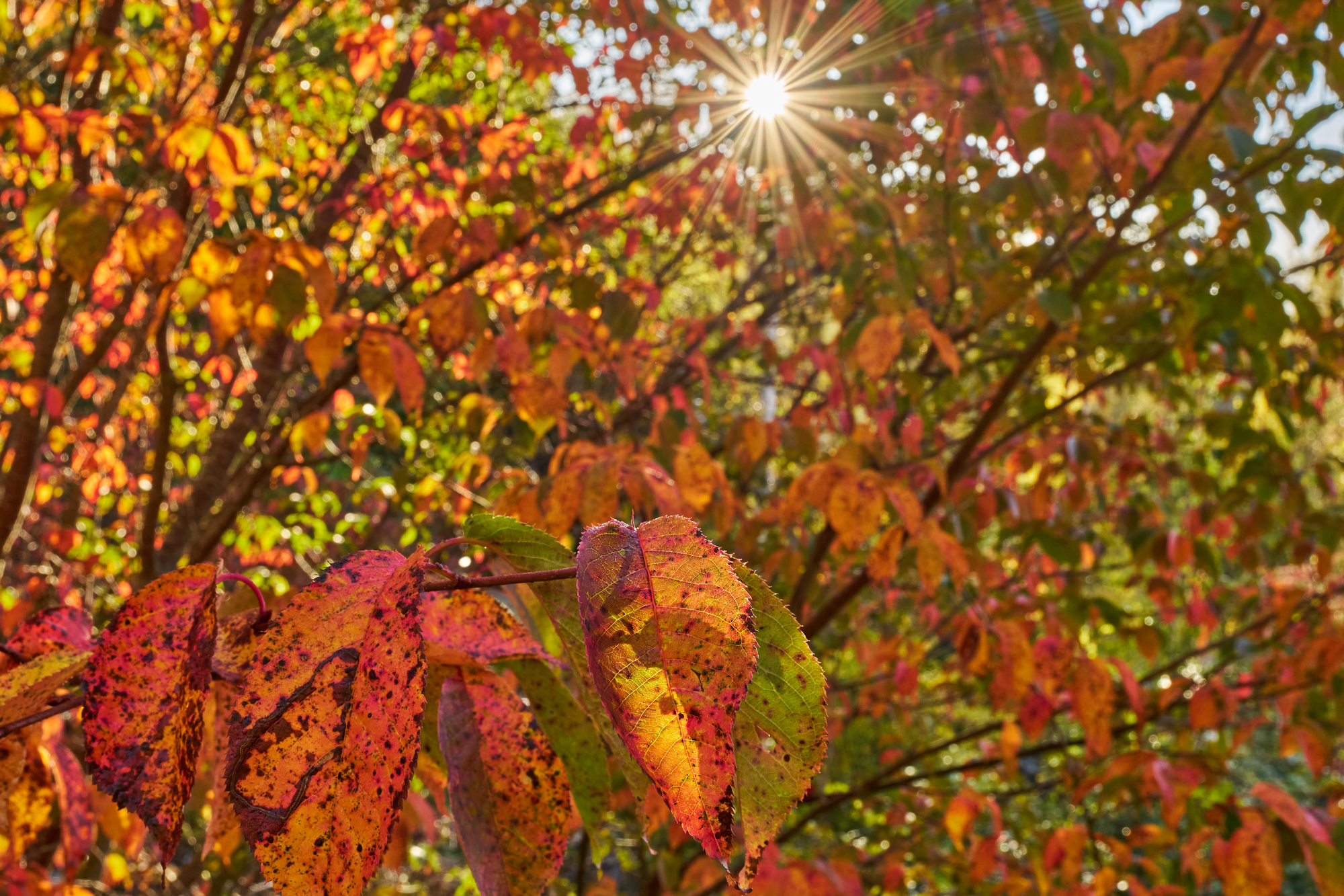 Sigma 20-60mm f2.8_4_blogg1.jpg