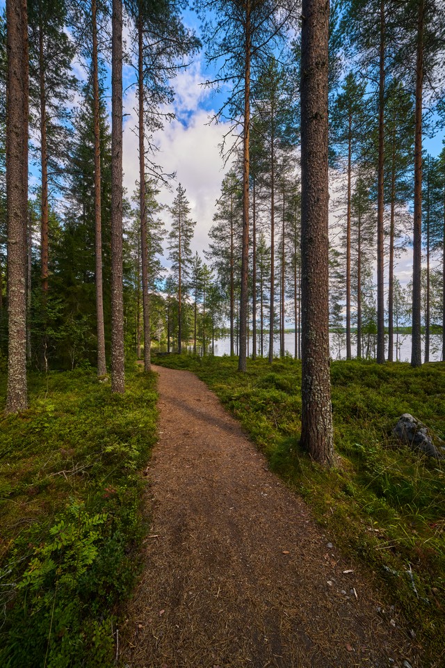 Laowa 12mm f2.8 Lite Zero-D FF_5w.jpg