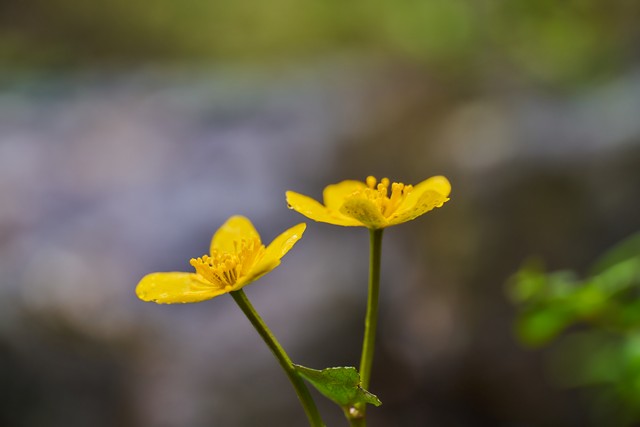 Laowa 58mm Macro 2x_14w.jpg