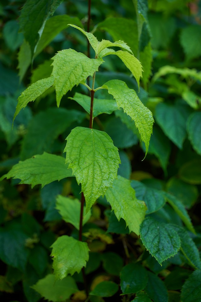 Sigma 20-60mm f2.8_4_33w.jpg