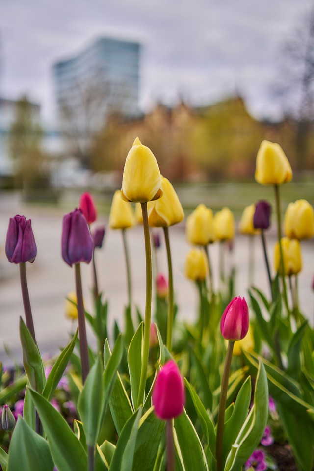 Samyang 35mm 1.8 P_11w.jpg