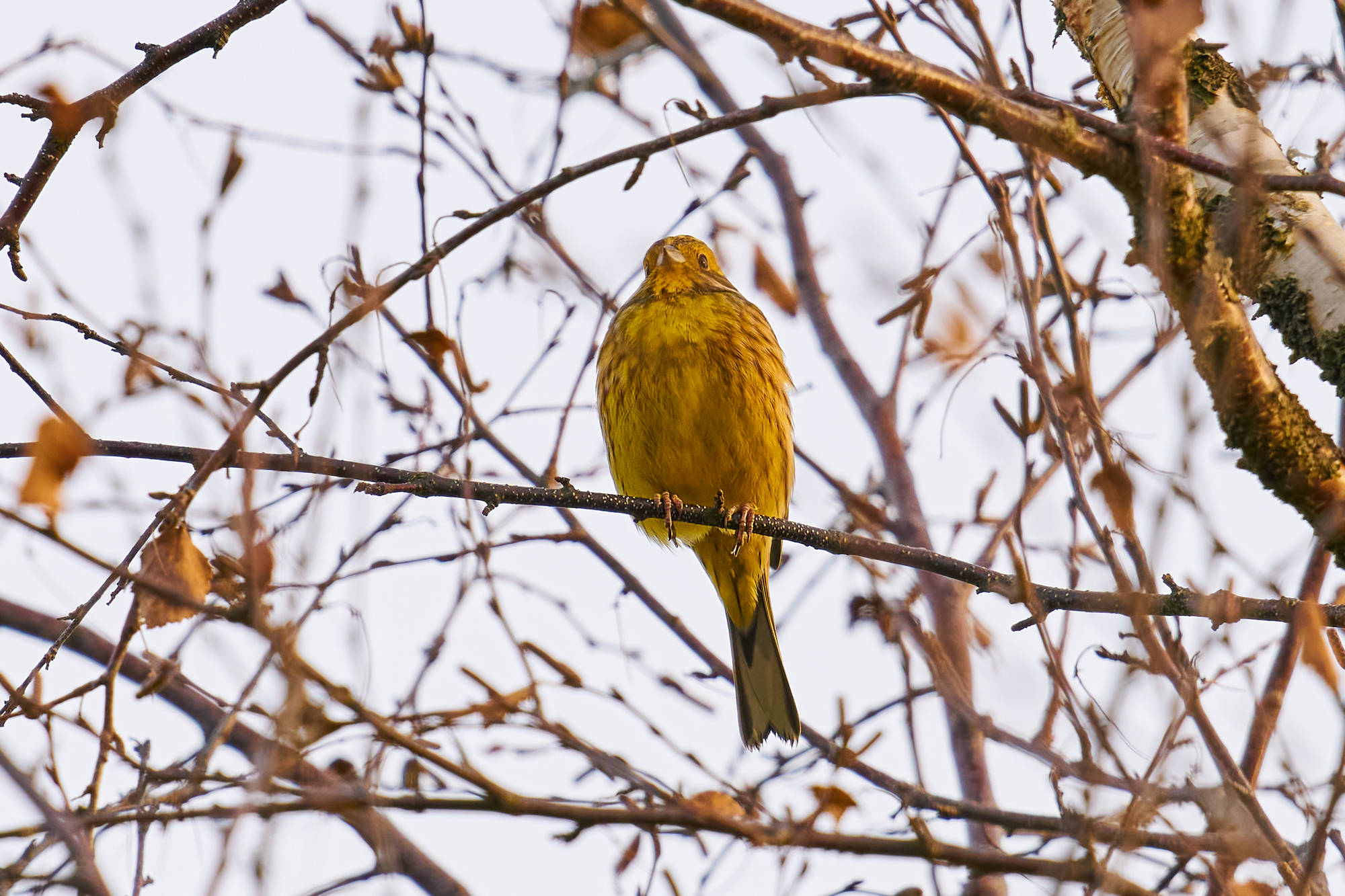 Sony FE 400mm f4.5_blogg4.jpg