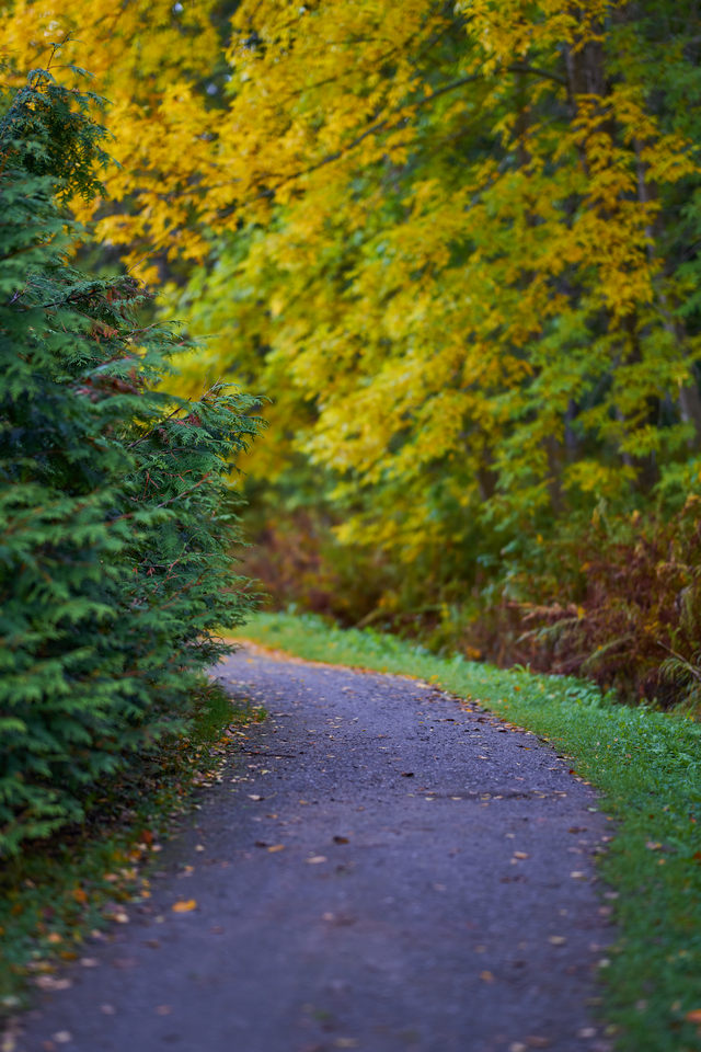 Sigma 85mm f1.2_37w.jpg