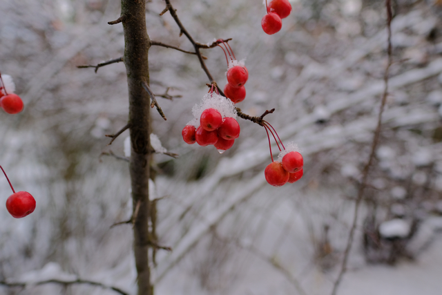 Fujifilm_X Pro 3_6w.jpg