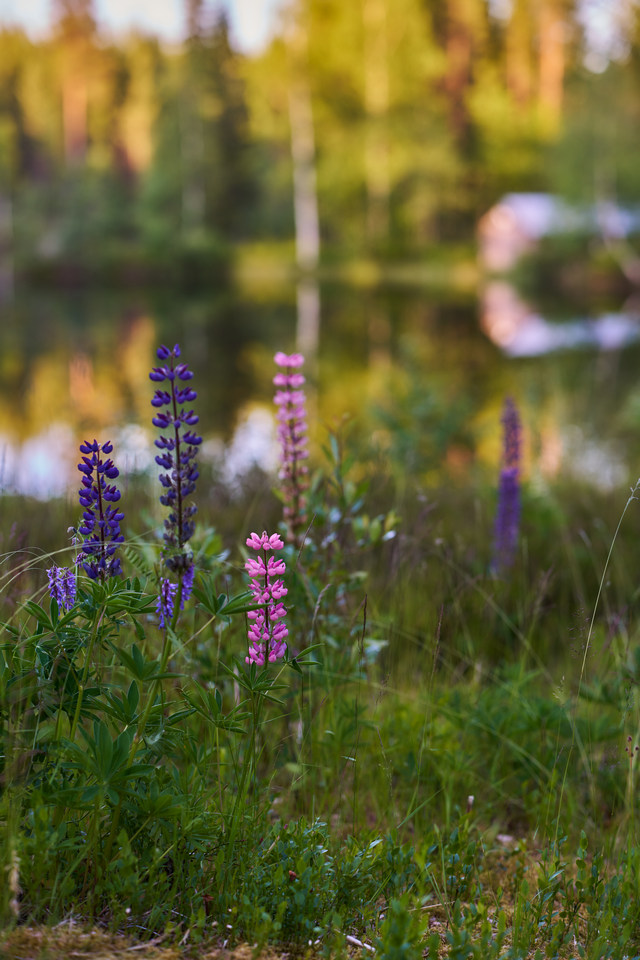 Samyang 85mm f1.4 FE II_33w.jpg