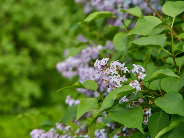 Panasonic Lumix DC L10_12w.jpg