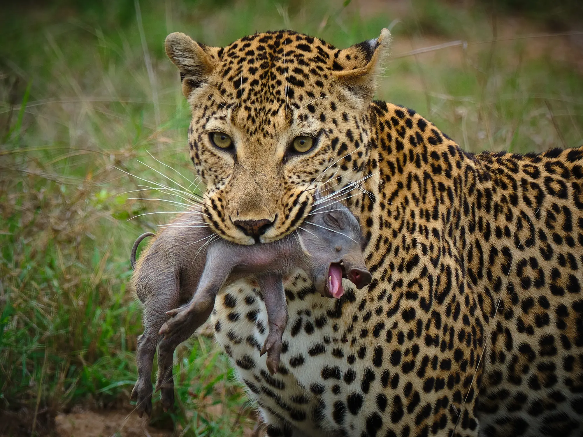 Leopard_med_byte_10_november_23_blogg.webp