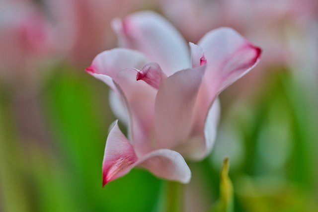 Sony 100mm f2.8 Macro_9w.jpg