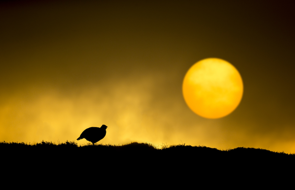 Ben Hall_red grouse silhouetted at dawn.jpg