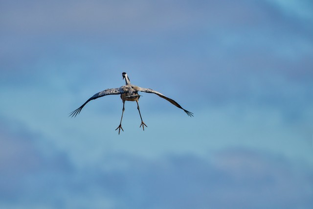 Sigma 300-600mm f4_9w.jpg