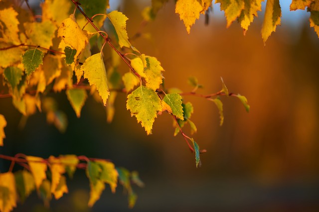 Viltrox 56mm f1.2_3w.jpg